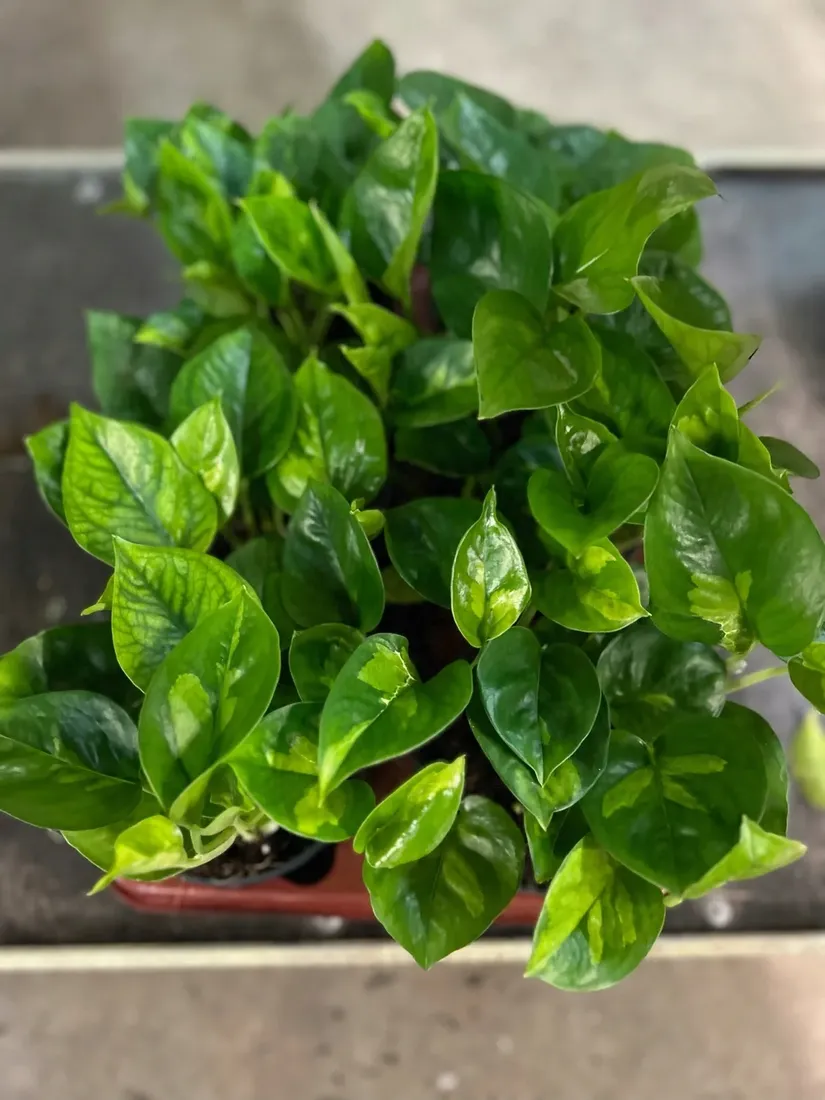 epipremnum-pinnatum-global-green-rodzaj-rosliny-rosliny-zielone