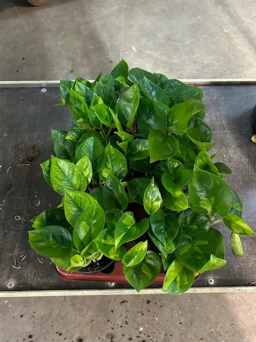 epipremnum-pinnatum-global-green