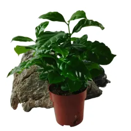kawa-coffea-arabica-12o-25cm