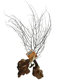 zestaw-do-dekoracji-korzenie-mini-gorgonia-las-w-sloiku