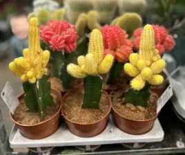 cactus-mix-6o-15cm-kaktus-mix-kolor-4-szt
