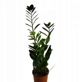 zamioculcas-zamifolia-17o-80cm-zamiokulkas