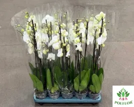 storczyk-phalaenopsis-bialy-12o-70cm-3-pedy
