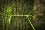 linka-tactical-275-cord-100ft-olive-drab-liczba-osob-brak-informacji