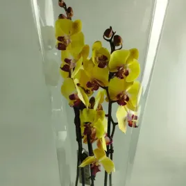 storczyk-phalaenopsis-12o-60cm-3-pedy