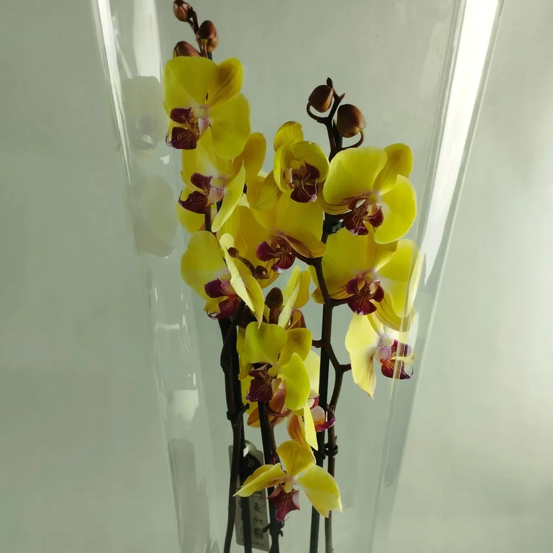 storczyk-phalaenopsis-12o-60cm-3-pedy-rodzaj-rosliny-rosliny-kwitnace