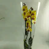 storczyk-phalaenopsis-12o-60cm-3-pedy-rodzaj-rosliny-rosliny-kwitnace