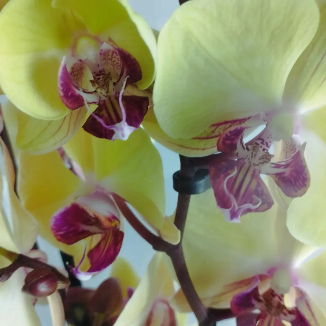 storczyk-phalaenopsis-12o-60cm-3-pedy