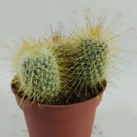 cactus-kaktus-12-o-15cm
