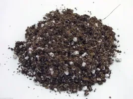 podloze-kwasne-torf-ziemia-do-mchu-paproci