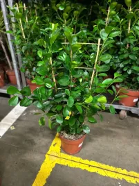 ficus-microcapra-moclame-24o-100cm-fikus-tepy