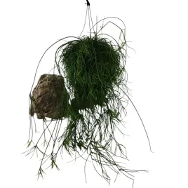 rhipsalis-cassutha-cassera-ripsalispatyczak-17o-60-cm