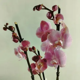 storczyk-phalaenopsis-12o-70cm-3-pedy