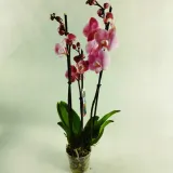 storczyk-phalaenopsis-12o-70cm-3-pedy-rodzaj-rosliny-rosliny-kwitnace