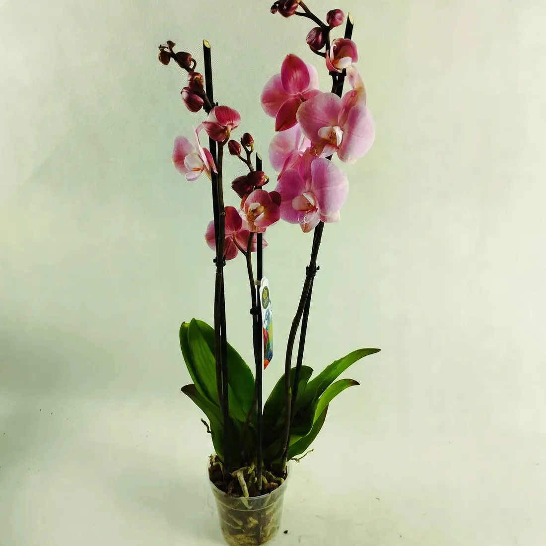 storczyk-phalaenopsis-12o-70cm-3-pedy