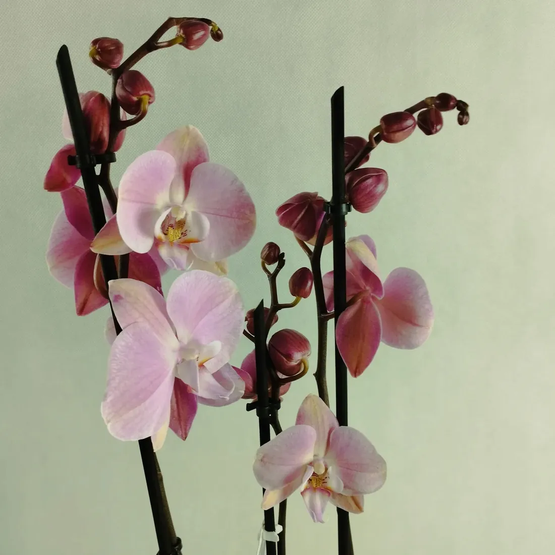 storczyk-phalaenopsis-12o-70cm-3-pedy-rodzaj-rosliny-rosliny-kwitnace