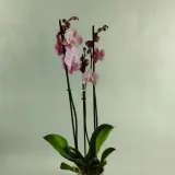 storczyk-phalaenopsis-12o-70cm-3-pedy-kod-producenta-nl-224256130