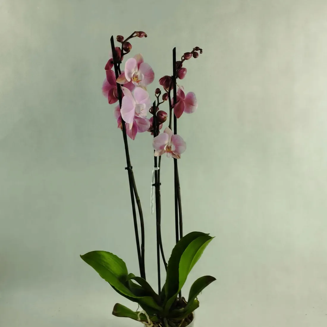 storczyk-phalaenopsis-12o-70cm-3-pedy-rodzaj-rosliny-rosliny-kwitnace