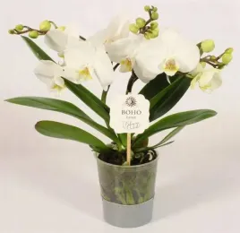 phalaenopsis-boho-love-white-12o-30-45cm-p-prezent-nowa-dostawa-storczyk
