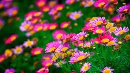 nawoz-wieloskladnikowy-astvit-plyn-05-kg-05-l