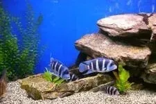 zwirek-kwarcowy-szary-do-akwarium-ogrodu-terrarium-20-kg-naturalny-retne