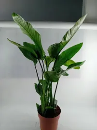 strelitzia-nicolai-21o-100cm-3pp-strelicja-biala