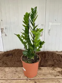 zamioculcas-zamifolia-12o-40cm