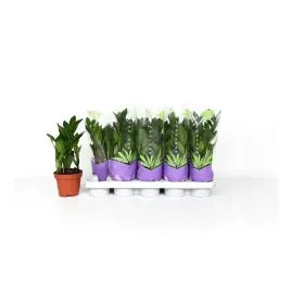 zamioculcas-zamifolia-12o-40cm-20-szt