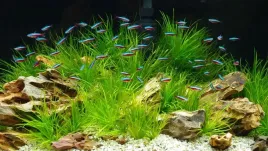 5kg-jasny-zwirek-do-akwarium-do-akwarium-1-3mm