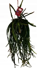 ogromne-lepismium-cruciforme-rosliny-zwisajace-xxl