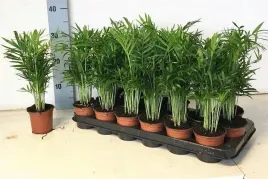 palma-koralowa-chamaedorea-elegans-9o-35cm-chamedora-paletka-18-szt