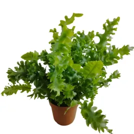 paproc-phlebodium-aureum-davana-12o-35cm