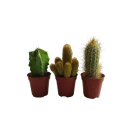 kaktusy-mini-mix-3-szt-zestaw-las-w-sloiku-prezent-promocja