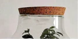 pokrywka-korkowa-las-w-sloiku-szkle-155-2-cm