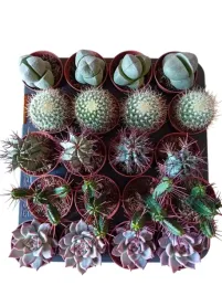 kaktusy-mini-mix-20-szt-paletka-las-w-sloiku-prezent-promocja