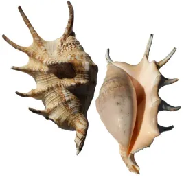 muszla-dekoracja-do-akwarium-duza-rozmiar-l-12-cm