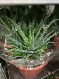 aloe-arborescens-aloes-drzewiasty-32o-55cm