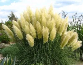 biale-pioropusze-trawa-pampasowa-ladne-sadzonki