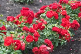 miniaturowa-roza-okrywowa-miniature-red-ladne-sadzonki