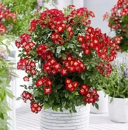 piekna-nowa-odmiana-bialo-czerwona-roza-everglow-ruby