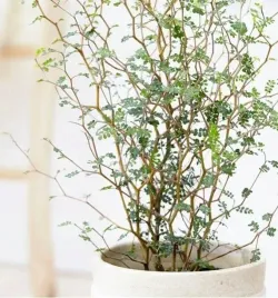 naturalne-bonsai-niezwykly-perelkowiec-little-baby