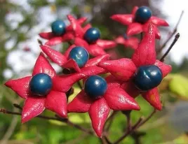 egzotyczny-rarytas-szczeslin-ozdobne-owoce