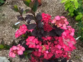 czarne-liscie-cudowna-hortensja-daredevil