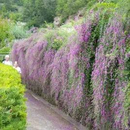 rarytas-fontanna-z-kwiatow-niezwykla-lespedeza