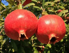 granaty-w-ogrodzie-granat-wlasciwy-ladne-sadzonki