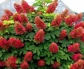 najpiekniejsza-hortensja-debolistna-burgundy-duze