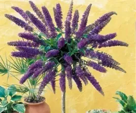 motyli-krzew-piekna-niebieska-budleja-nanho-blue