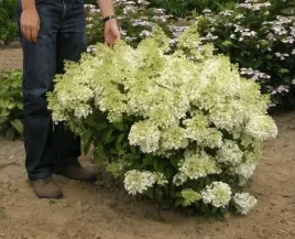 miniaturowa-hortensja-bobo-gesto-obsypana-kwiatami