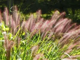 piekna-rozplenica-red-head-czerwonawe-kwiaty