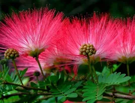 kwiaty-swieca-w-nocy-albicja-jedwabne-drzewko